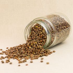 LLENTIA PARDINA ESPECIAL